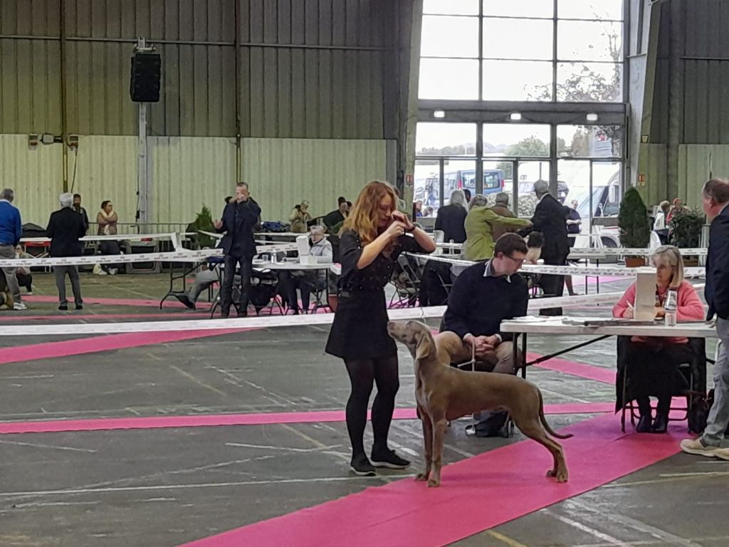 Exposition Tarbes - Unexpected Puppy Latin Winner